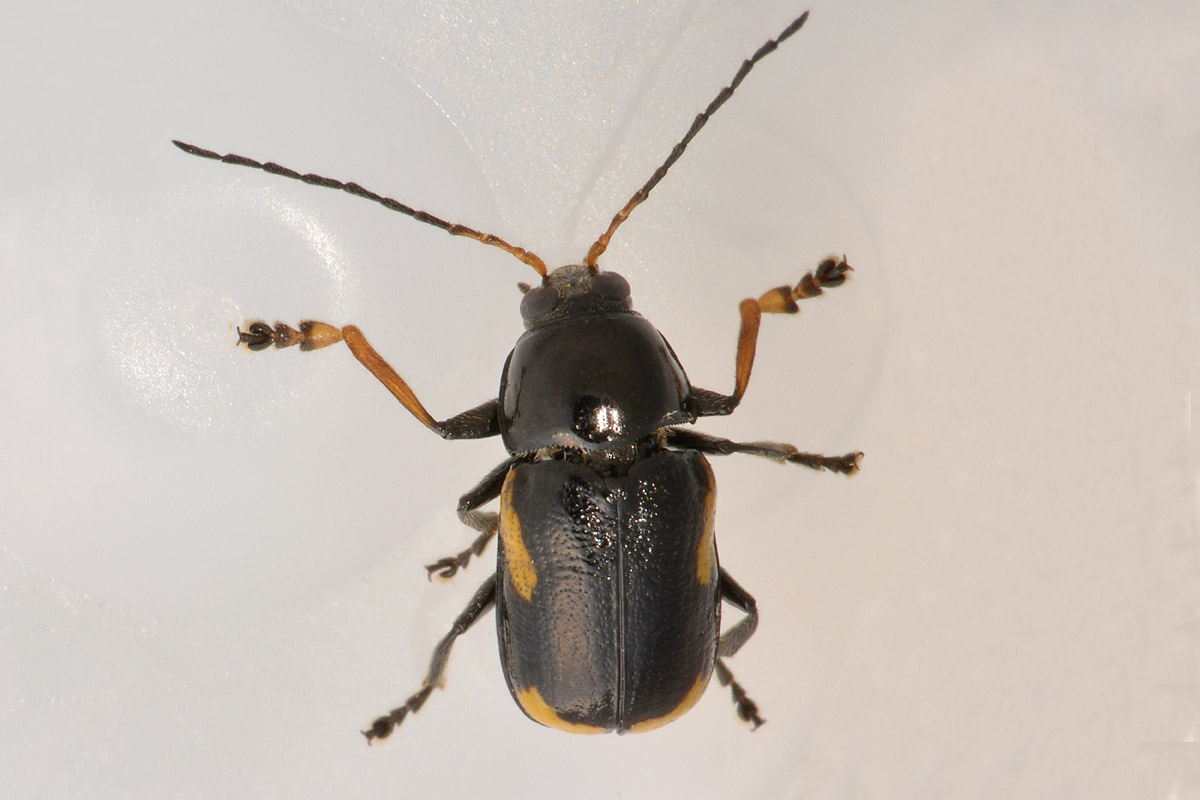 Chrysomelidae: Cryptocephalus stragula? S.